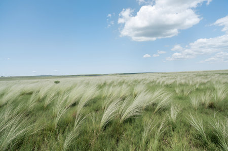 field of grass on a background of the blue sky with white cloudsの素材