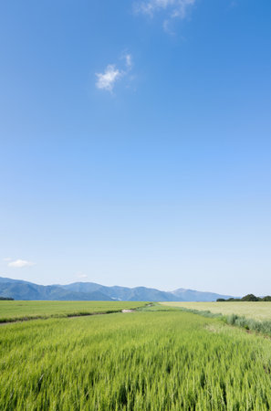 Green rice field with blue sky and mountain background in South Korea.の素材