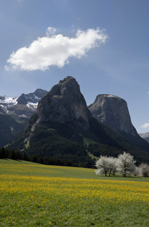Alpine meadow with dandelions and mountains in the backgroundの素材