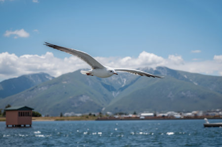 Seagull flying in the blue sky over the sea and mountainsの素材
