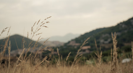 Grass in the wind with mountain in the background. Selective focus.の素材