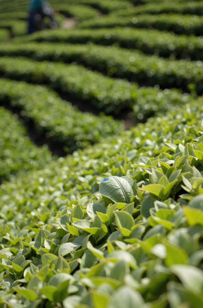 Tea Plantation in Chiang Rai, Thailand. Tea plantation is a popular tourist attraction in Chiang Rai.の素材