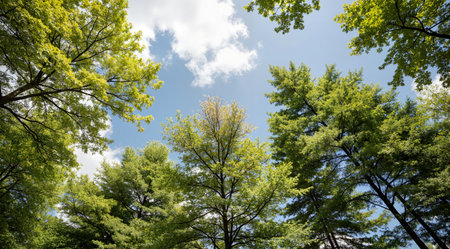 Green trees and blue sky with white clouds in the background, perspective viewの素材