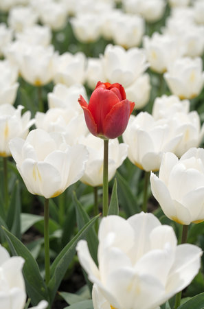 Tulips. A bulbous spring-flowering plant of the lily family, with boldly colored cup-shaped flowers.の素材