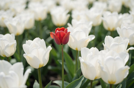 tulips. a bulbous spring-flowering plant of the lily family, with boldly colored cup-shaped flowers.の素材