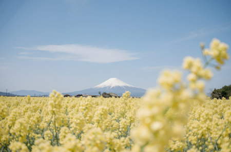 Mount Fuji and rape field in spring, Yamanashi, Japanの素材