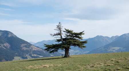 Lonely tree on a hillside with mountains in the backgroundの素材