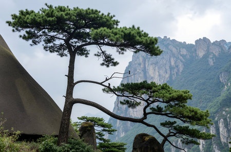 Beautiful pine tree in front of the mountain in Huangshan, Chinaの素材