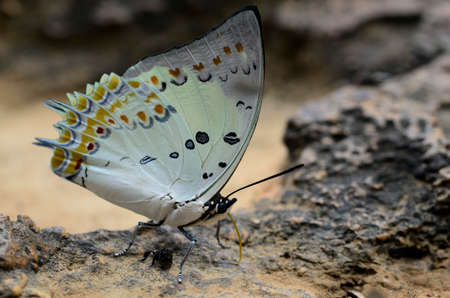 Jewelled Nawbの写真素材