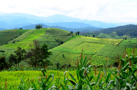The paddy in thailand.