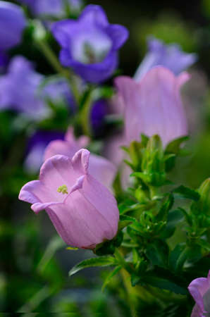 The bellflowers in the garden.の写真素材