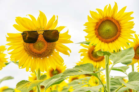Sunflower wearing sunglasse.の写真素材