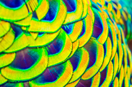 Outfocus of peacock feathers is colorfull for use backgroud ,Texture and wallpaper.