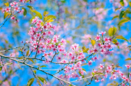Cherry blossom at the springtime in sunny day; Sakura Thailand; pink peach blossom on blue sky...