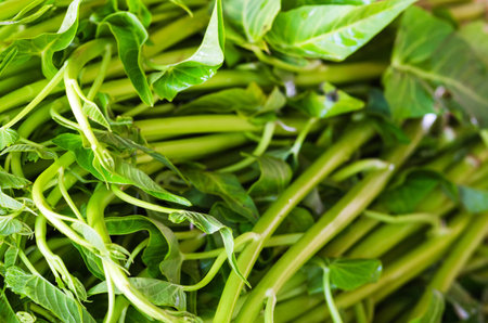 Chinese morning glory or Harvest water spinach group of shoots.