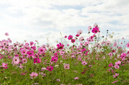 Red  and pink for cosmos flowers in the garden; select and soft focus.の写真素材