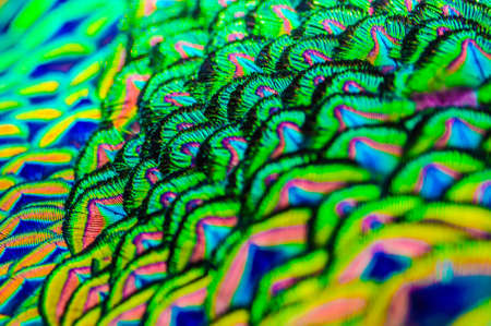 Outfocus of peacock feathers is colorfull for use backgroud and Texture.の写真素材