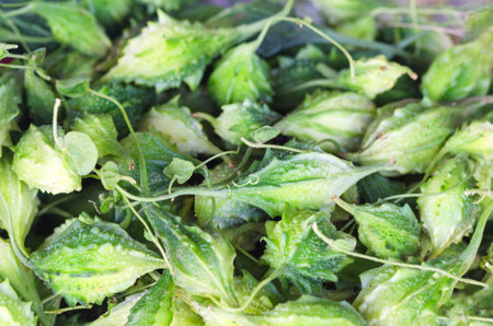 Bitter gourd(Momordica charantia L.)
