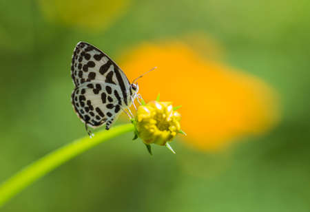 Butterfly name "Common Pierrot"の写真素材
