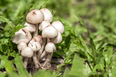 Toadstool; Group of poisonous mushrooms that grow in nature if swallowed can cause death.の写真素材
