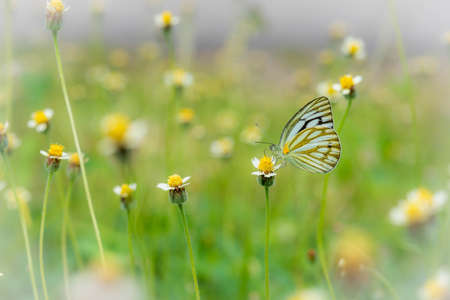 Grass flower and butterfly for background.の写真素材
