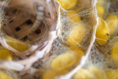 Clouse-upYellow silkworm cocoon shell in nests; select focus.の写真素材