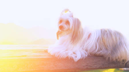 Beautiful dog lying on the wooden floor.の写真素材
