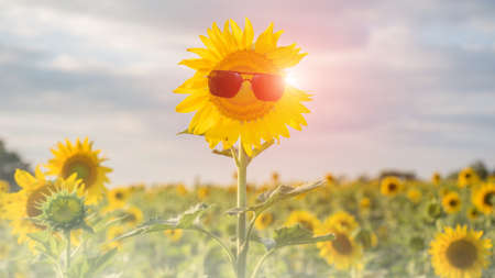 Sunflower wearing sunglassesの写真素材