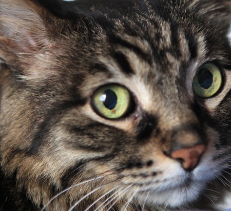Kittyの写真素材