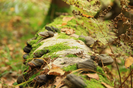 The wood mushrooms growing on an old, mossy and birch trunk                                         ...