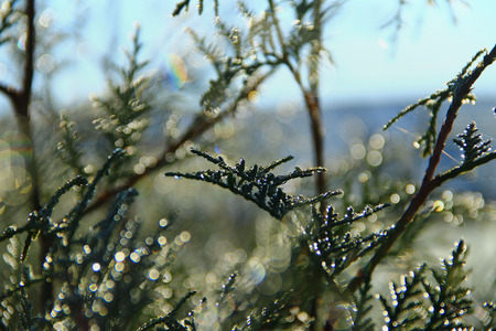coniferous branch with dew drops, effect Bokkeの写真素材