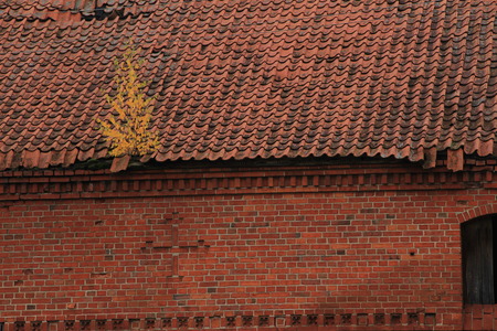the destroyed tile roof with a small birch, part of a wall with a crossの写真素材