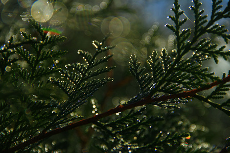 coniferous branch with dew drops, effect Bokkeの写真素材