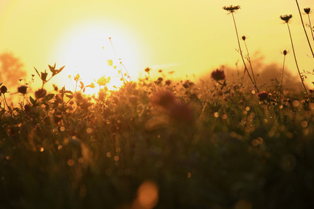 magic summer background of a grass at dawnの写真素材