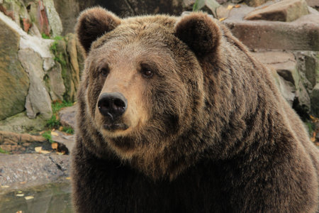 the big  brown bear close up in a zoo