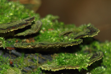 close up, green and fluffy moss on wood mushroomsの写真素材