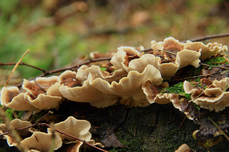 the family light brown mushrooms covered with branches grows on a mossy stub, the autumn woodの写真素材