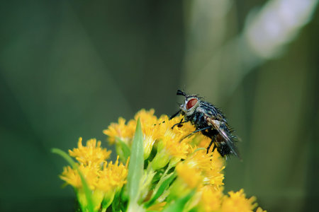 Black hairy fly with red eyes sitting on a yellow flower