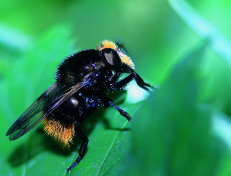 bumblebee after hard work resting on a green leaf