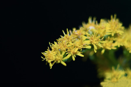 yellow autumn flower goldenrod on a black backgroundの写真素材