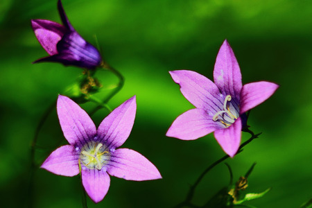 three small, lilac and field flowers on a green background of a grassの写真素材