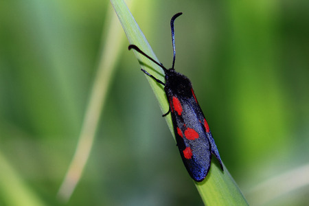 unusually beautiful black moth with red spots sits on a blade, a green backgroundの写真素材