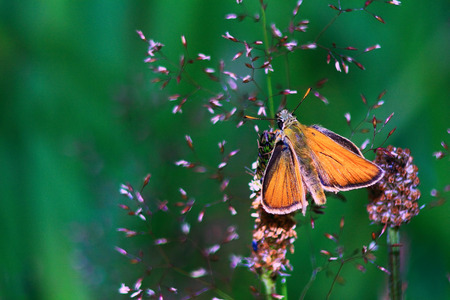 orange and fluffy butterfly in an environment of the blossoming plantsの写真素材
