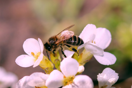 the honey bee collects pollen with small white flowersの写真素材
