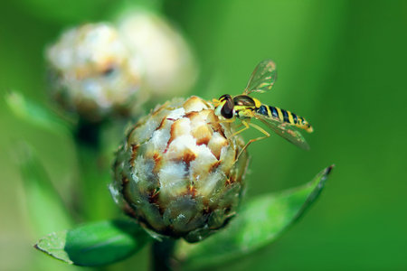 little fly with color wasps sat not unusual flower on green background