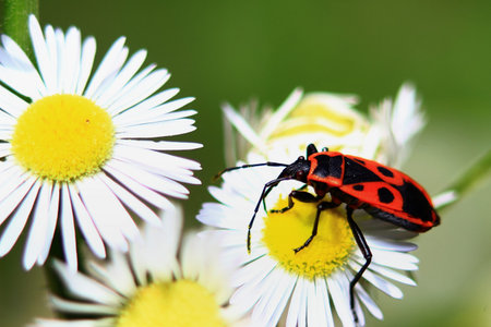 red bug with a beautiful pattern on the back is sitting on the field chamomile