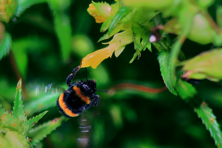 bumblebee flew with yellow flower,life in the gardenの写真素材