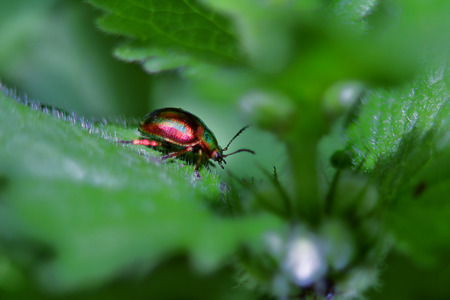 colorful little Firefly on the leaf flowering nettleの写真素材