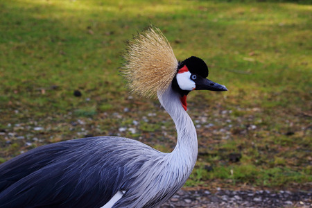 portrait of grey crested crane closeup Safari Park near Hamburgの写真素材