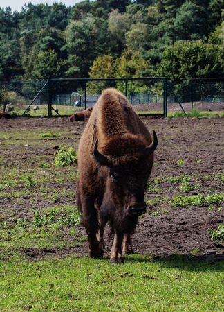 portrait of huge  the European bison in captivity,Safari Park Germanyの写真素材